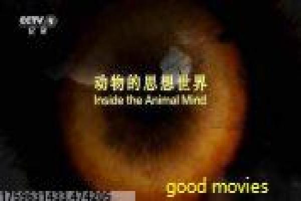 《龙之女》影片详细剖析,之女龙的奇幻继承与战斗传奇
