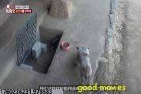 黑帮大佬的我的365日-黑帮霸总禁忌爱情
