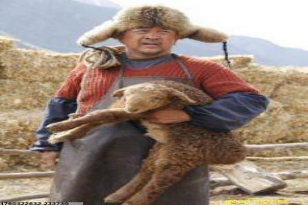 家有喜妇全集-都市家庭婆媳喜剧全集影片详